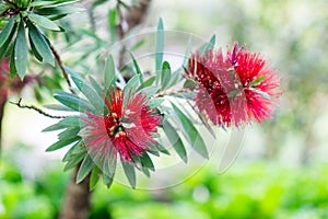 Bottle brush tree red fur pollen green leaf