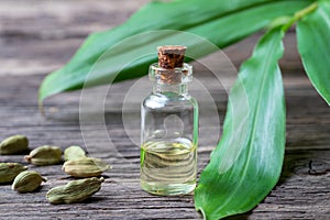 A bottle of cardamon essential oil with fresh cardamon plant and whole seeds