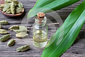 A bottle of cardamon essential oil with whole cardamon seeds and fresh plant