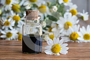 A bottle of chamomile essential oil with fresh chamomile flowers