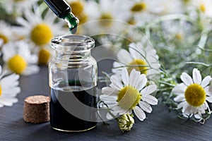 A bottle of chamomile essential oil with fresh chamomile flowers