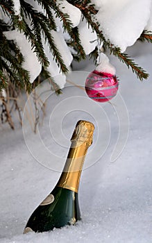 Bottle of champagne in snow and crimson ball on snow-covered branch of christmas tree