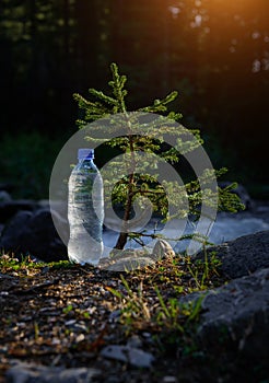 Bottle of clear icy water from mountain stream near a small coniferous tree in the sun rays, blurred background. Image for