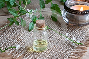 A bottle of common vervain essential oil with verbena officinalis plant