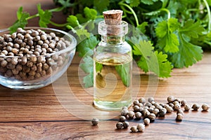 A bottle of coriander essential oil with coriander seeds and lea
