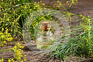 A bottle of dill seed oil with fresh Anethum graveolens plant
