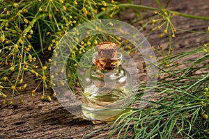 A bottle of dill seed oil with fresh Anethum graveolens plant