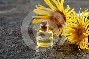 A bottle of elecampane essential oil with fresh elecampane flowers