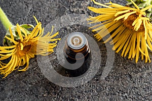 A bottle of elecampane essential oil with fresh Inula helenium