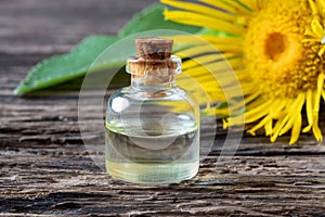 A bottle of elecampane essential oil with fresh plant