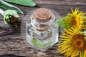 A bottle of elecampane essential oil with fresh plant