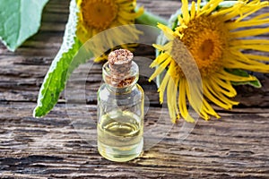 A bottle of elecampane essential oil and fresh plant