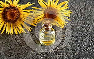 A bottle of elecampane essential oil with Inula helenium plant