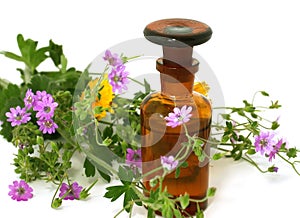 Bottle of essential oil and flowers isolated on wh