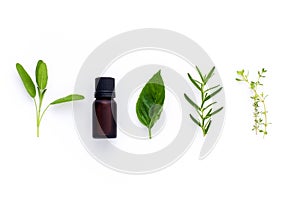 Bottle of essential oil with herb holy basil leaf, rosemary,oreg