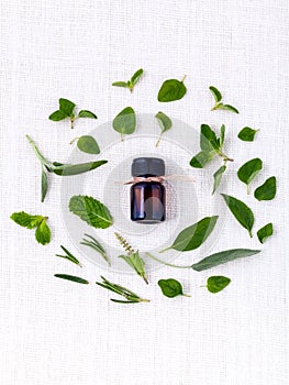 Bottle of essential oil with herb holy basil leaf, rosemary,oregano, sage,basil and mint on white background.