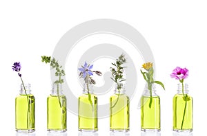 Bottle of essential oil with herbs and flowers set up on white background .