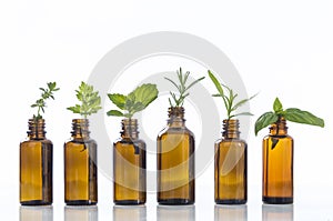 Bottle of essential oil with herbsON WHITE photo