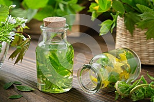 Bottle of essential oil or infusion of medicinal herbs, medicinal healing plants on background. Alternative medicine