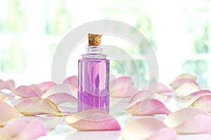 Bottle of essential oil and pink rose isolated on white