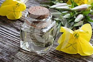 A bottle of evening primrose oil with blooming evening primrose