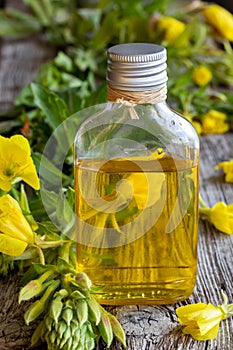 A bottle of evening primrose oil with fresh evening primrose plant