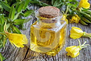 A bottle of evening primrose oil with fresh evening primrose plant