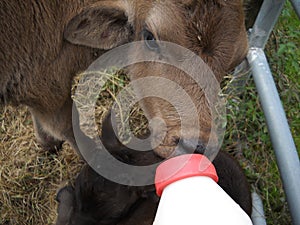 Bottle Fed Calf