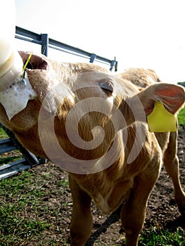 Bottle fed calf