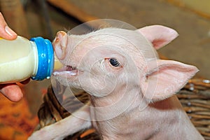 Bottle feed piglet