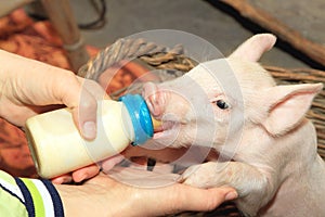 Bottle Feed Piglet