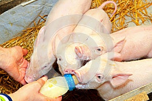 Bottle feed piglets