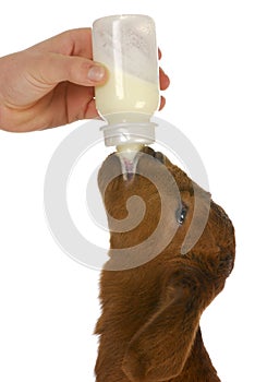 Bottle feeding baby goat