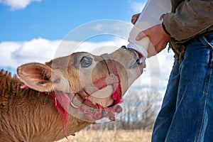 Bottle feeding a jersey calf