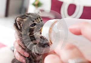 Bottle Feeding a Kitten