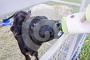 Bottle feeding a poddy black calf