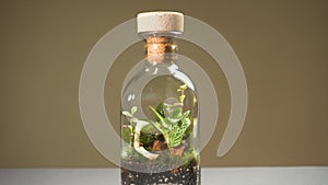 Bottle florarium vase with different type of plants inside.