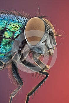 Bottle Fly