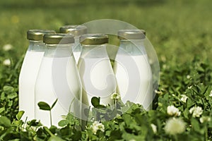A bottle of fresh milk on a sunny summer farm meadow, grass, nature and plants. Mockup, eco food, dairy products concept