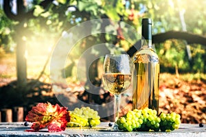 Bottle and full glass of white wine over vineyard background. Wi