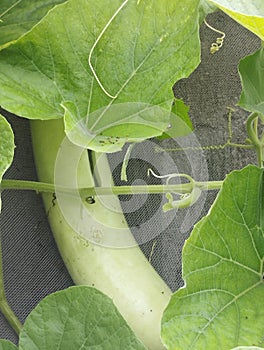 Bottle gaurd vegetable