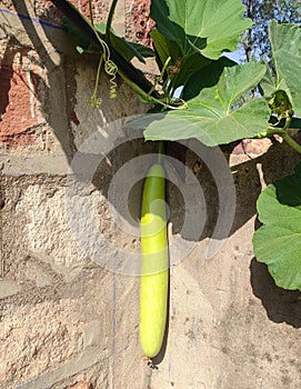 A Bottle gaurd on the vine  Up Home