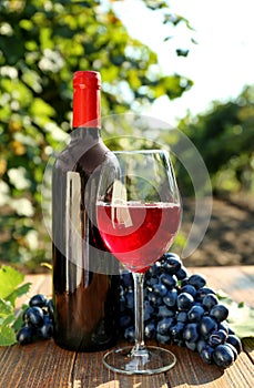 Bottle and glass of red wine with fresh grapes on wooden table in vineyard