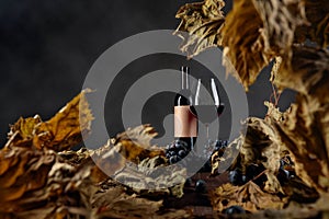 Bottle and glass of red wine on a table with dried vine leaves and blue grapes