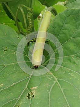 Bottle Gourd