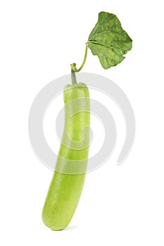 Bottle gourd