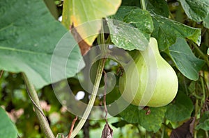 Una bottiglia zucca 