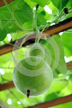 Bottle gourd