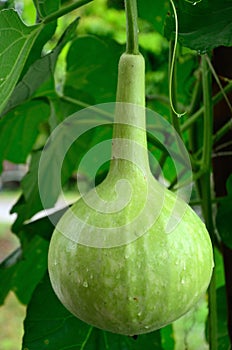 Bottle gourd