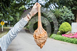 BOTTLE GOURD